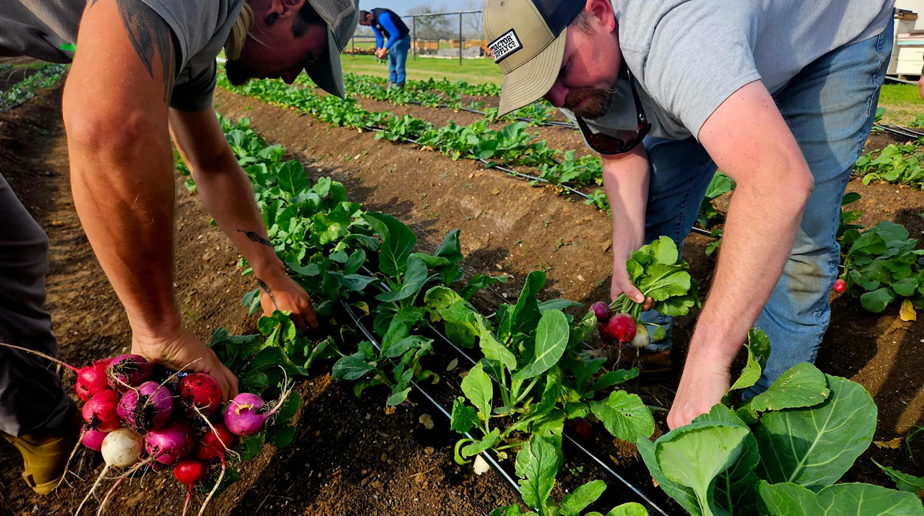 Farm staff members harvesting radish.